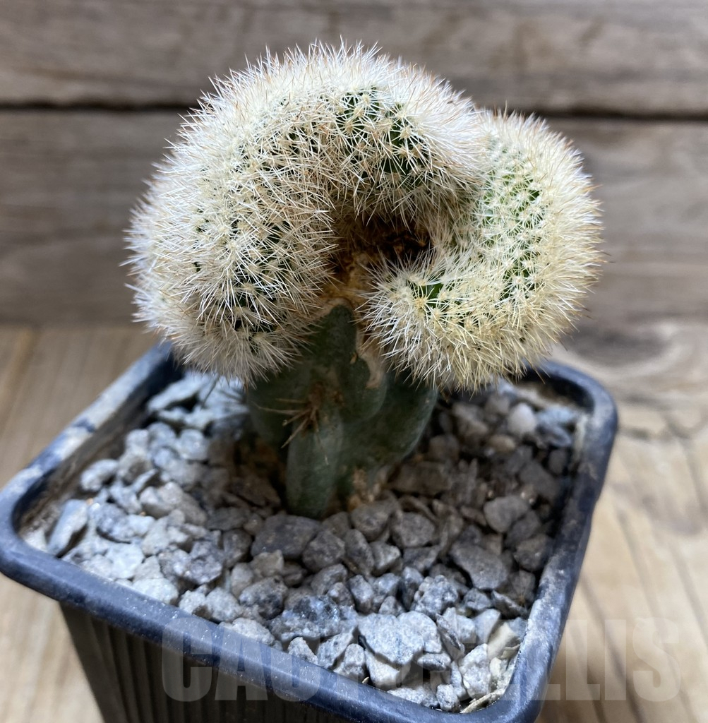 SHPR33314 Echinocereus reichenbachii v. baileyi, grafted - Image 2