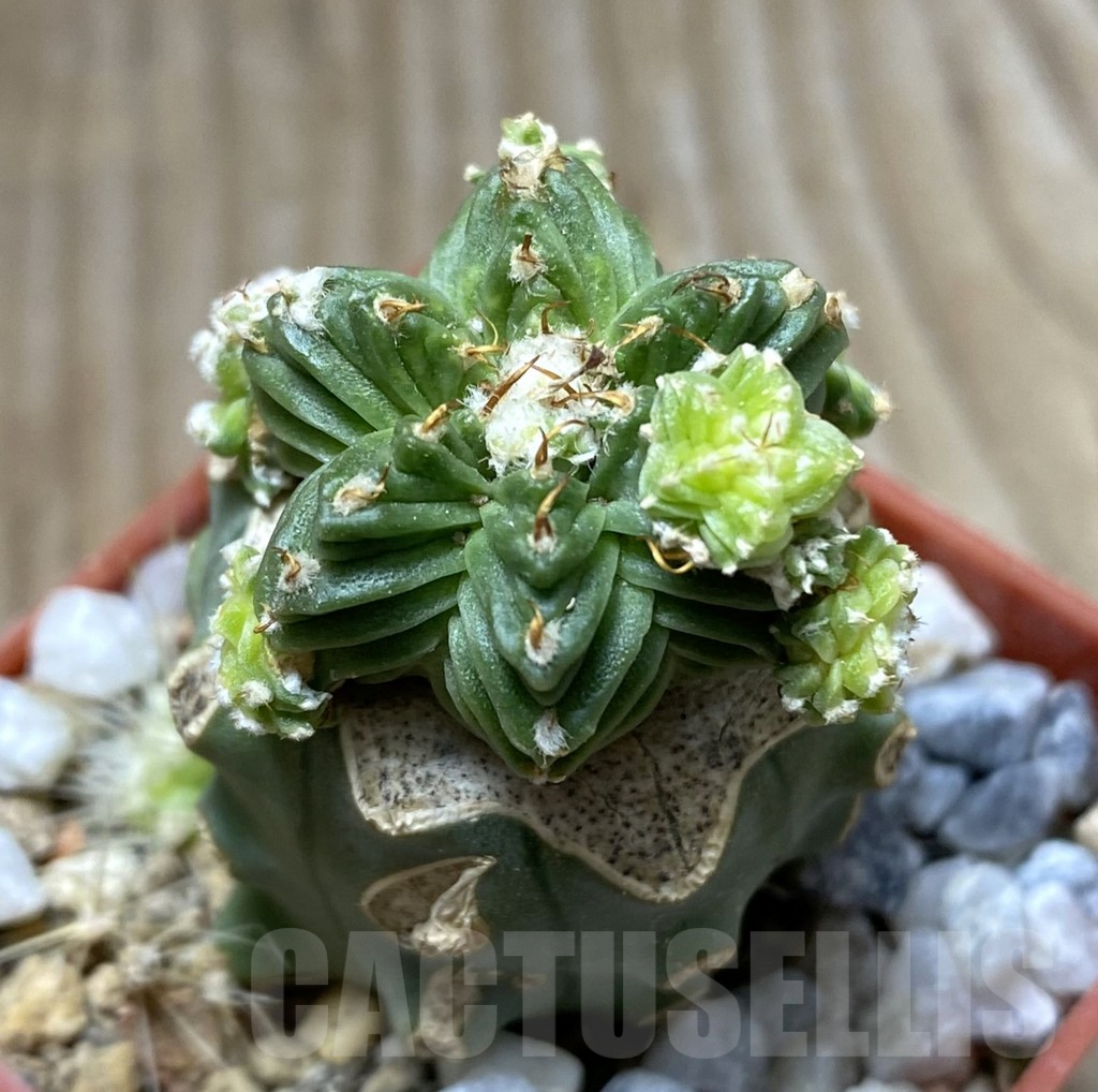 SHPR33316 Aztekium valdezii, grafted