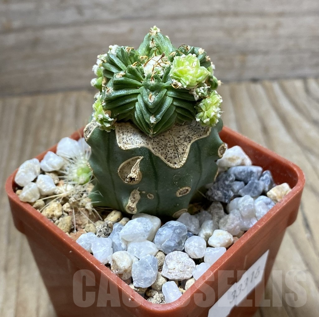 SHPR33316 Aztekium valdezii, grafted - Image 2