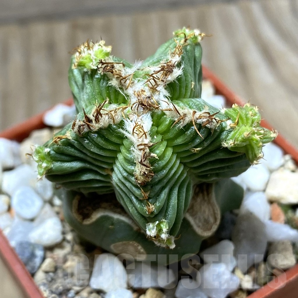 SHPR33317 Aztekium valdezii, grafted