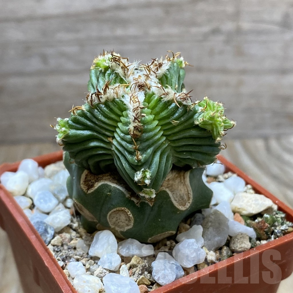 SHPR33317 Aztekium valdezii, grafted – Image 2