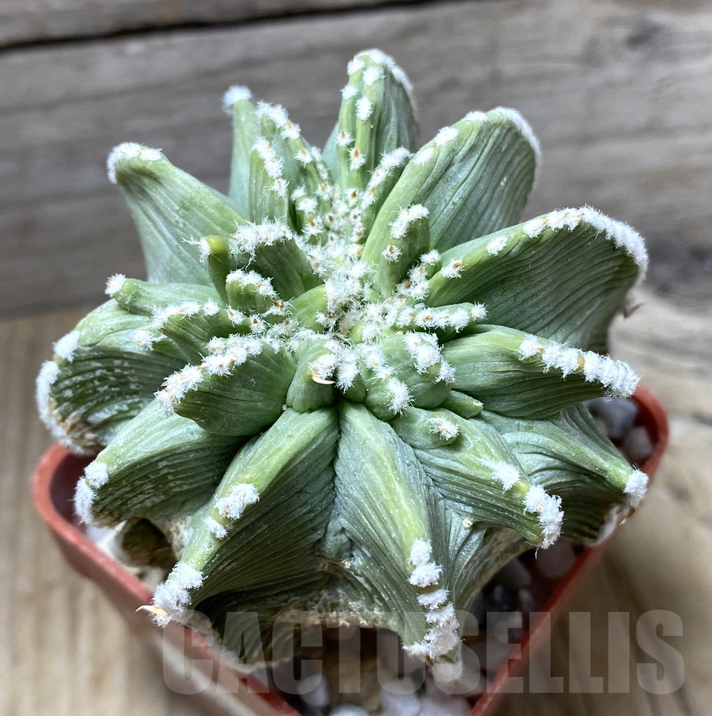 SHPR33318 Aztekium hintonii, grafted – Image 3