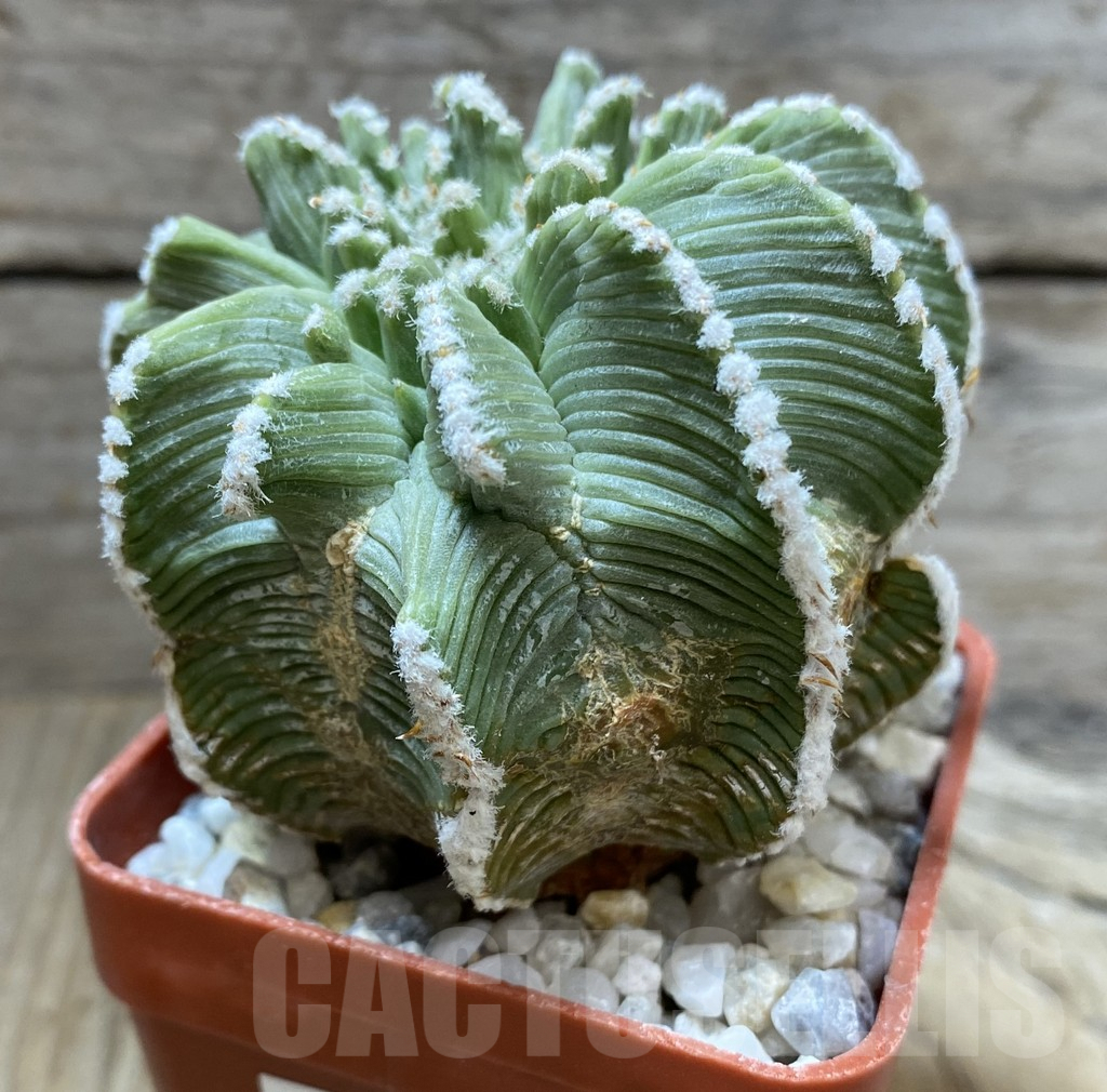 SHPR33318 Aztekium hintonii, grafted – Image 2