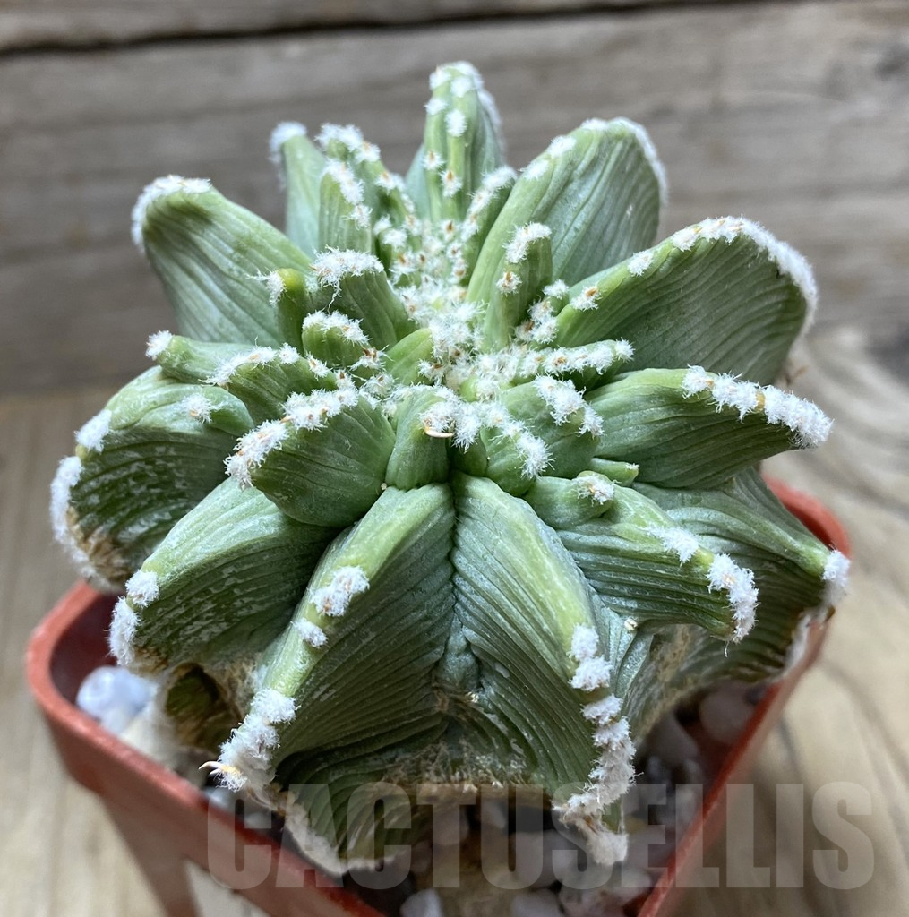 SHPR33318 Aztekium hintonii, grafted