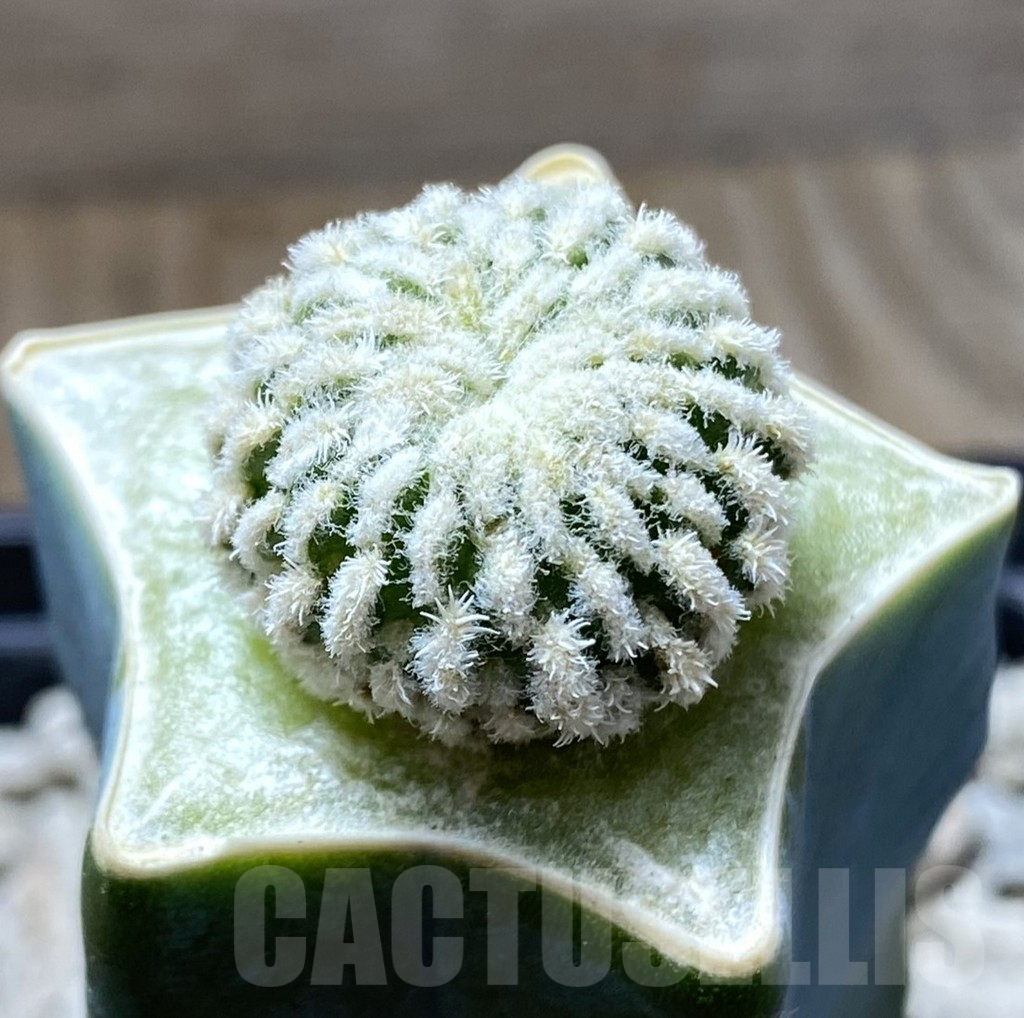 SHPR33321 Solisia pectinata f. monstruosa, grafted