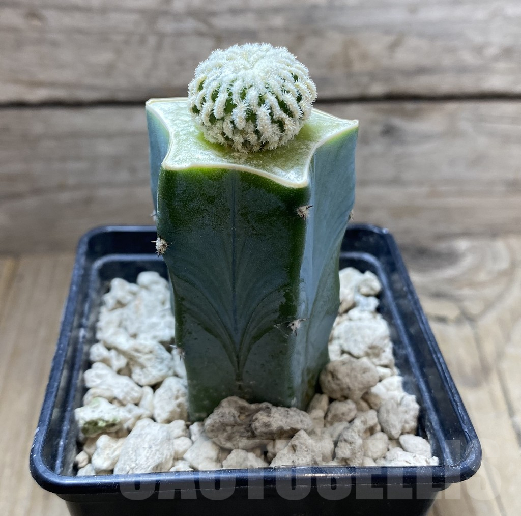 SHPR33321 Solisia pectinata f. monstruosa, grafted - Imagen 2