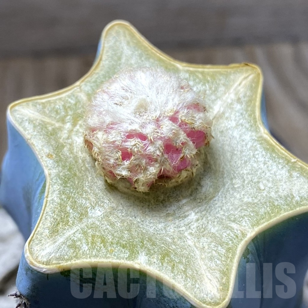 SHPR33322 Discocactus horstii f. variegata, grafted