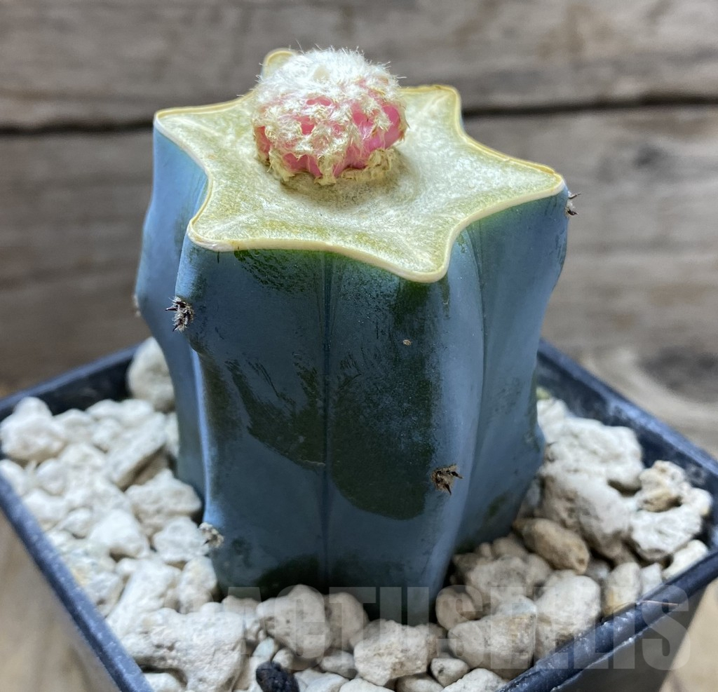 SHPR33322 Discocactus horstii f. variegata, grafted - Imagen 2