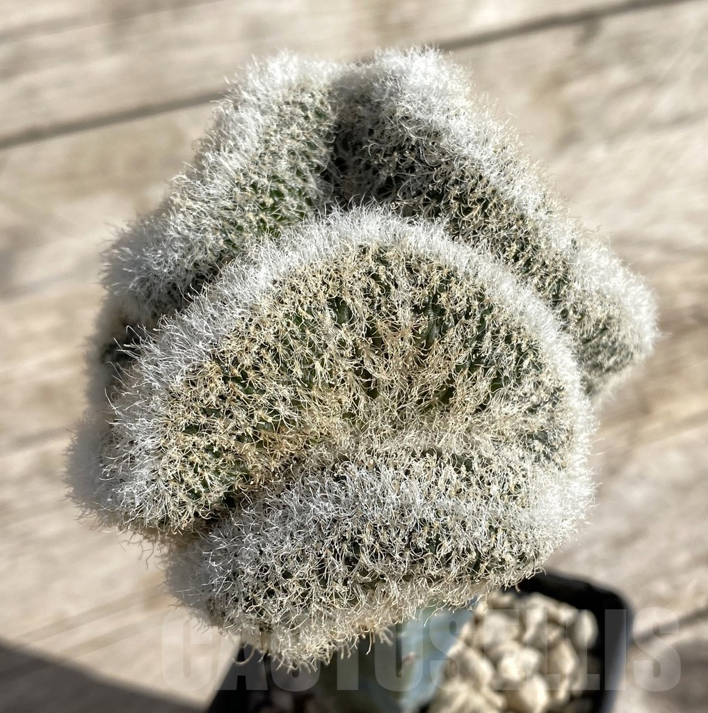 SHPR33323 Sulcorebutia patriciae f. cristata LH 886, grafted