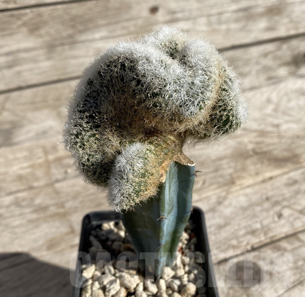 SHPR33323 Sulcorebutia patriciae f. cristata LH 886, grafted - immagine 2