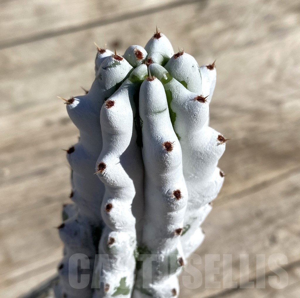 SHPR33324 Stenocereus beneckei, grafted