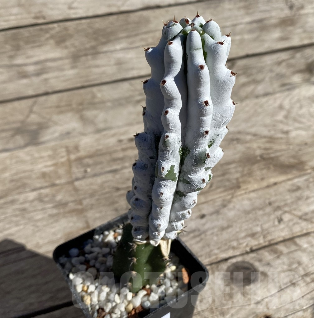 SHPR33324 Stenocereus beneckei, grafted - Imagen 2