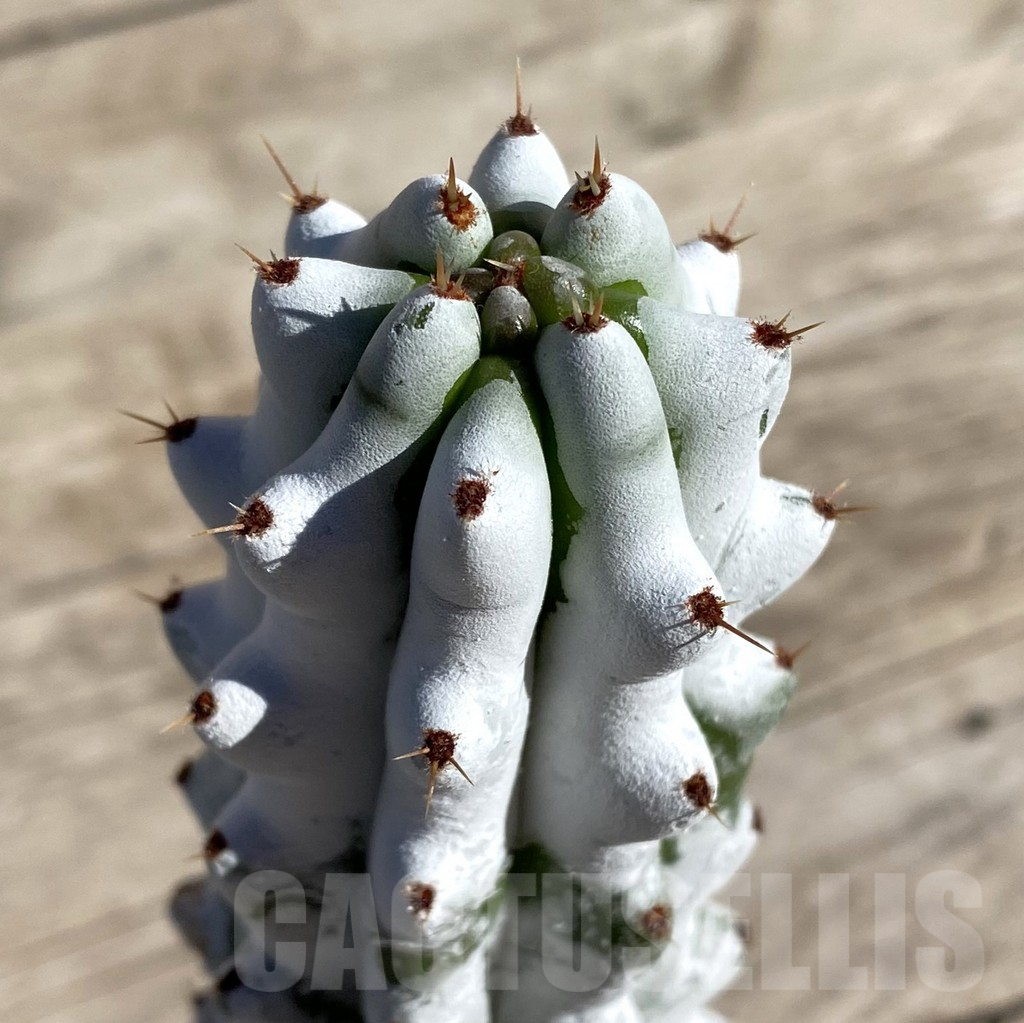 SHPR33325 Stenocereus beneckei, grafted