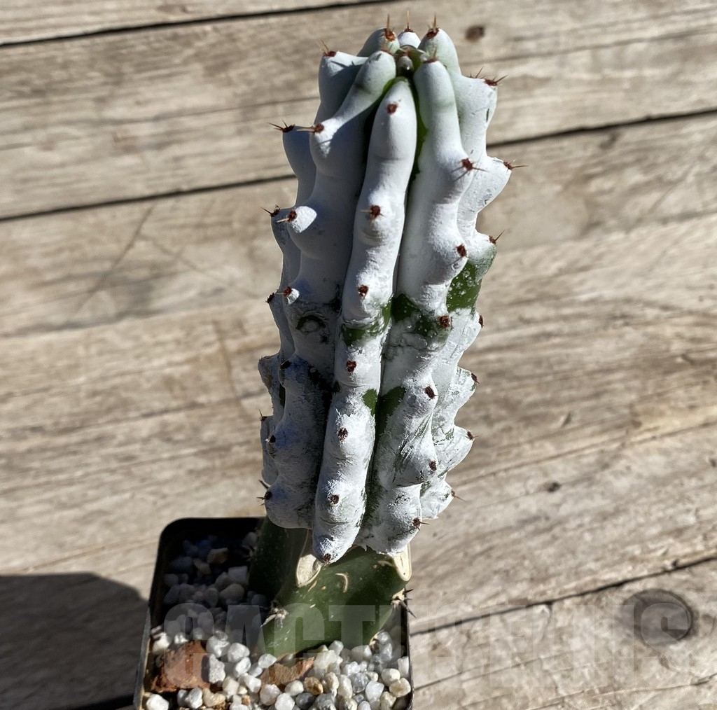 SHPR33325 Stenocereus beneckei, grafted – Bild 2