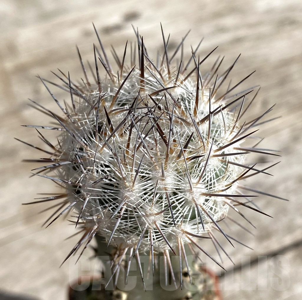 SHPR33327 Echinomastus mariposensis PP 542, grafted