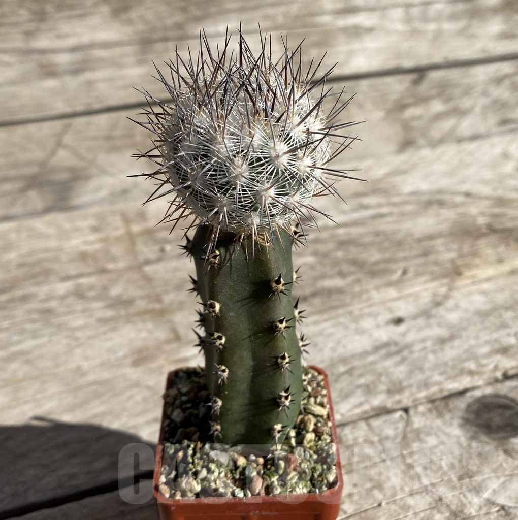 SHPR33327 Echinomastus mariposensis PP 542, grafted - Image 2