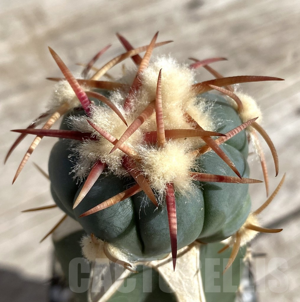 SHPR33328 Echinocactus horizonthalonius 'Sirotoge', grafted
