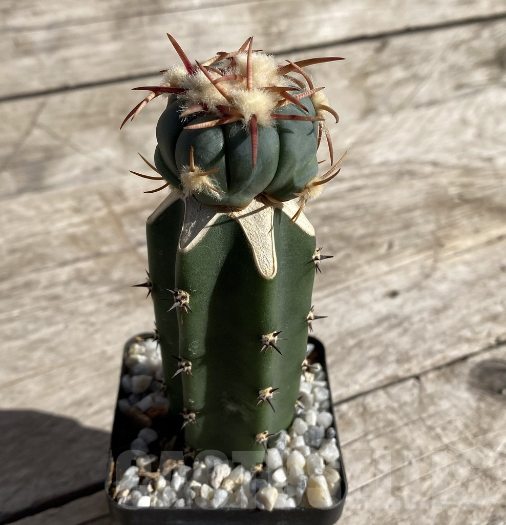 SHPR33328 Echinocactus horizonthalonius 'Sirotoge', grafted - Image 2