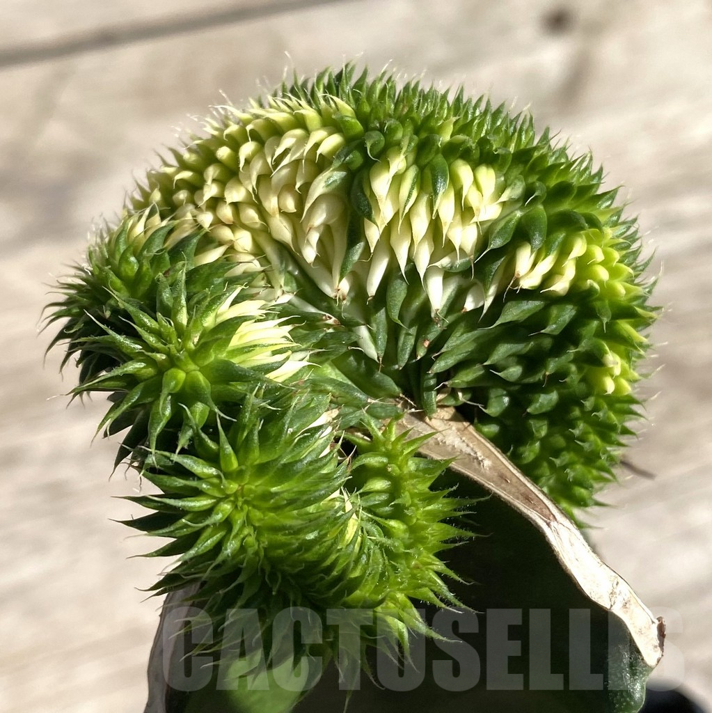 SHPR33330 Euphorbia susannae f. variegata cristata, grafted