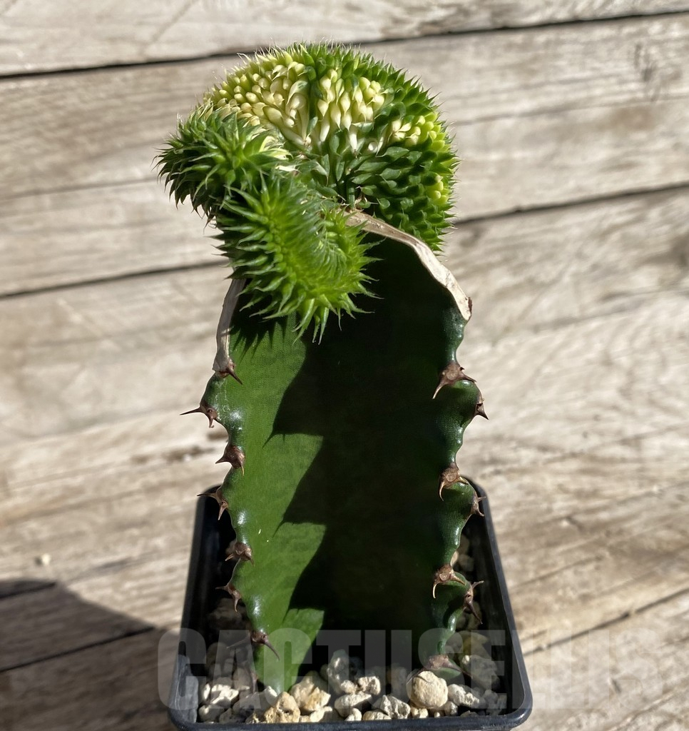 SHPR33330 Euphorbia susannae f. variegata cristata, grafted - 画像 (2)