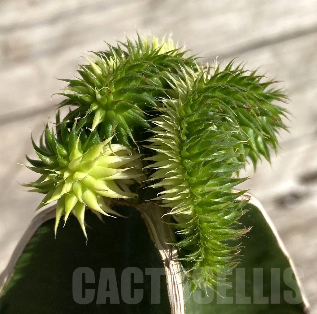 SHPR33331 Euphorbia susannae f. variegata cristata, grafted - Image 2