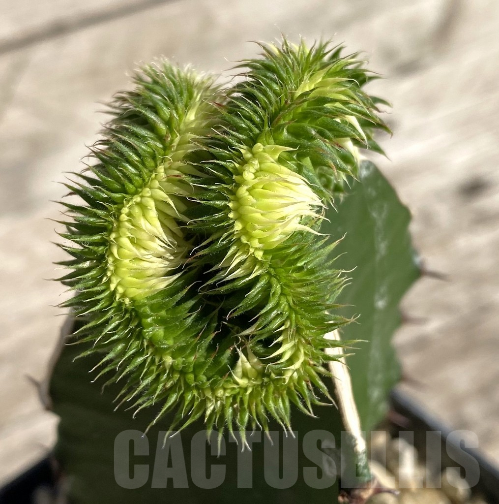 SHPR33331 Euphorbia susannae f. variegata cristata, grafted