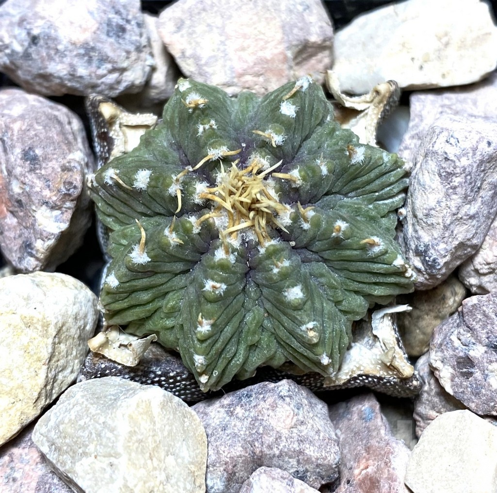 SHPR33349 Aztekium ritteri depressum VM 1040, grafted