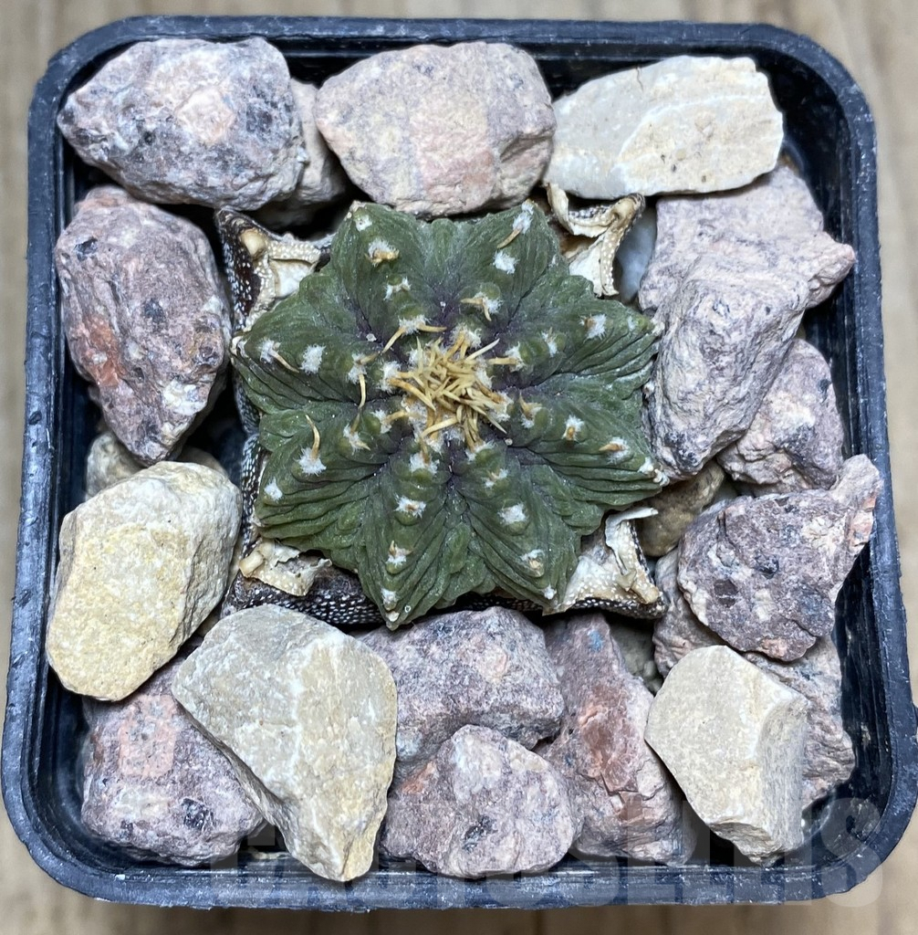 SHPR33349 Aztekium ritteri depressum VM 1040, grafted - 画像 (2)