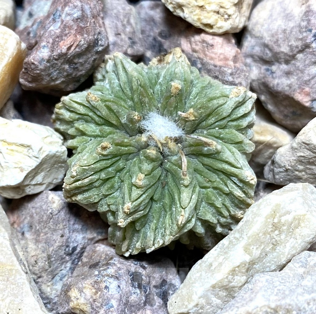 SHPR33351 Aztekium ritteri depressum VM 1040, grafted