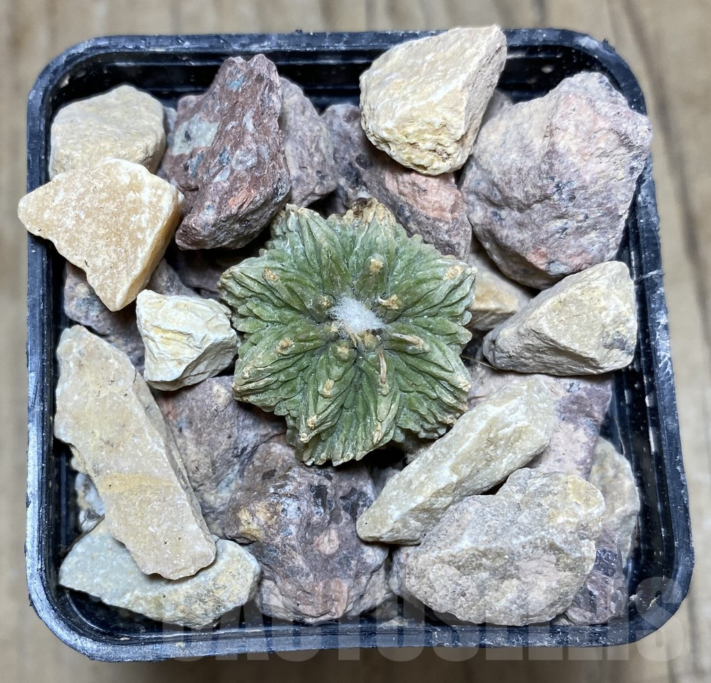 SHPR33351 Aztekium ritteri depressum VM 1040, grafted - Imagen 2