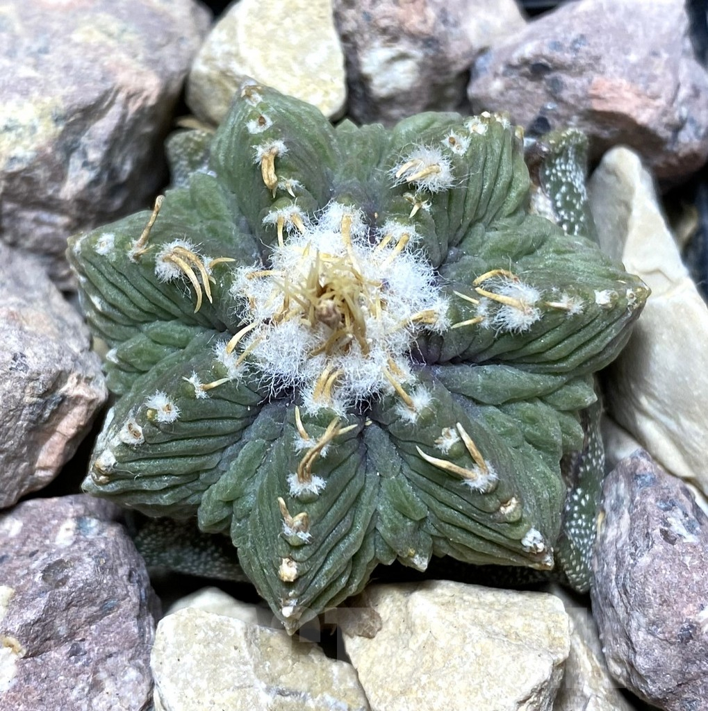 SHPR33352 Aztekium ritteri depressum VM 1040, grafted