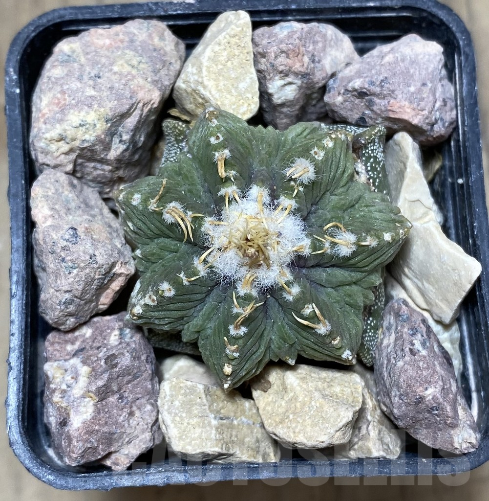 SHPR33352 Aztekium ritteri depressum VM 1040, grafted - Imagen 2