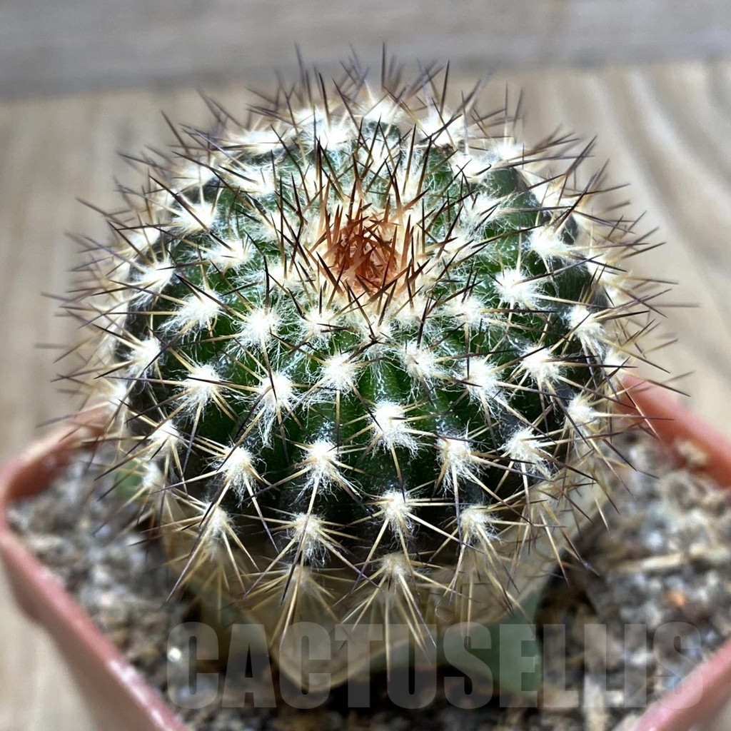 SHPR33357 Uebelmannia pectinifera v. crebispina R83, grafted