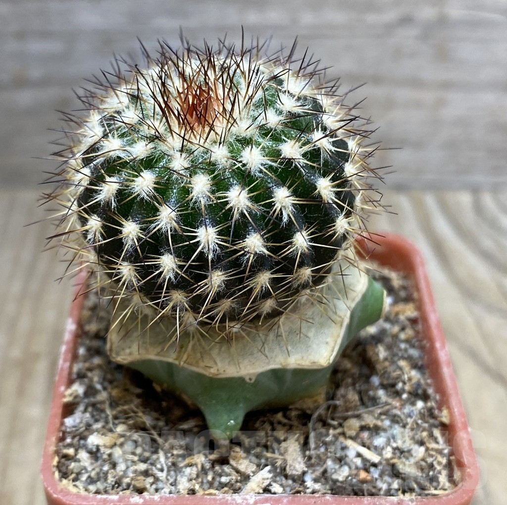 SHPR33357 Uebelmannia pectinifera v. crebispina R83, grafted – Image 2