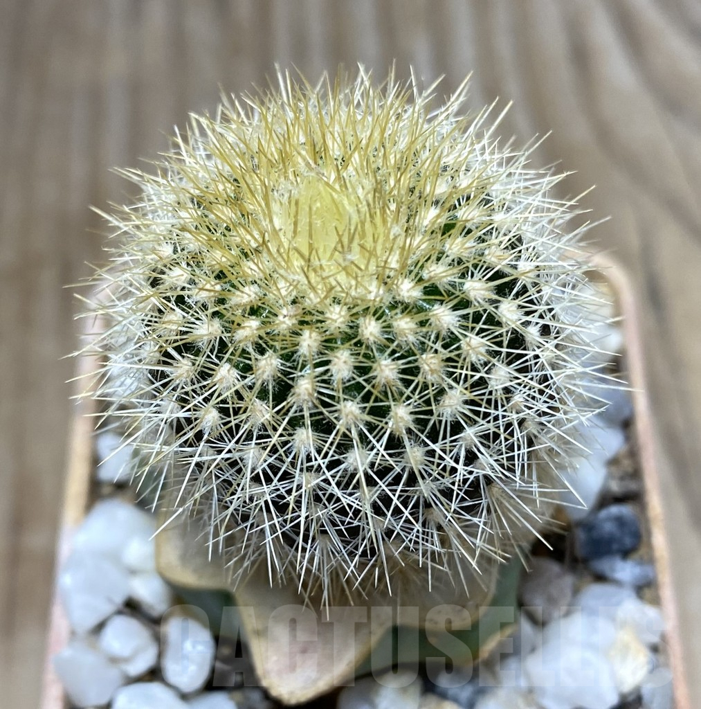 SHPR33371 Uebelmannia pectinifera v. flavispina R7 grafted