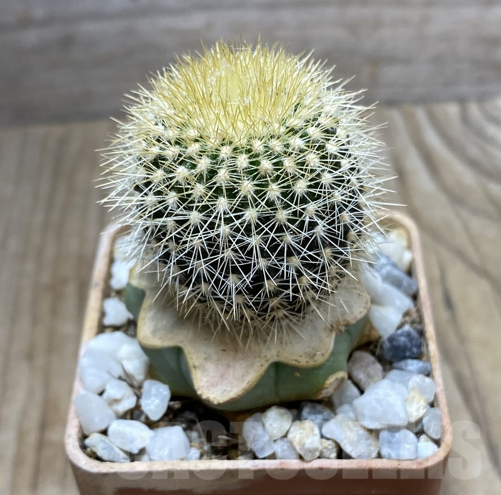 SHPR33371 Uebelmannia pectinifera v. flavispina R7 grafted - Зображення 2