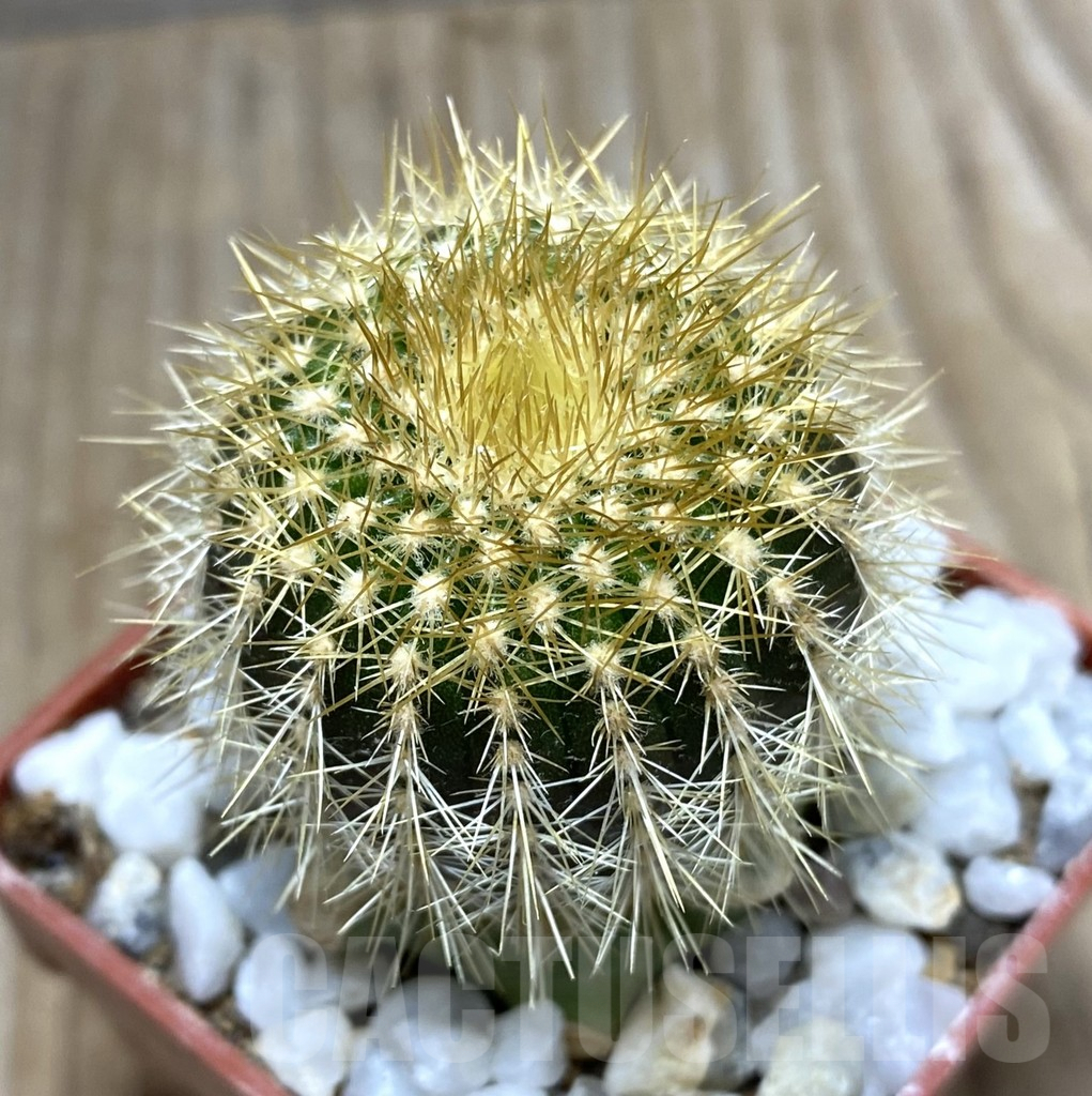 SHPR33375 Uebelmannia pectinifera v. flavispina R314 grafted