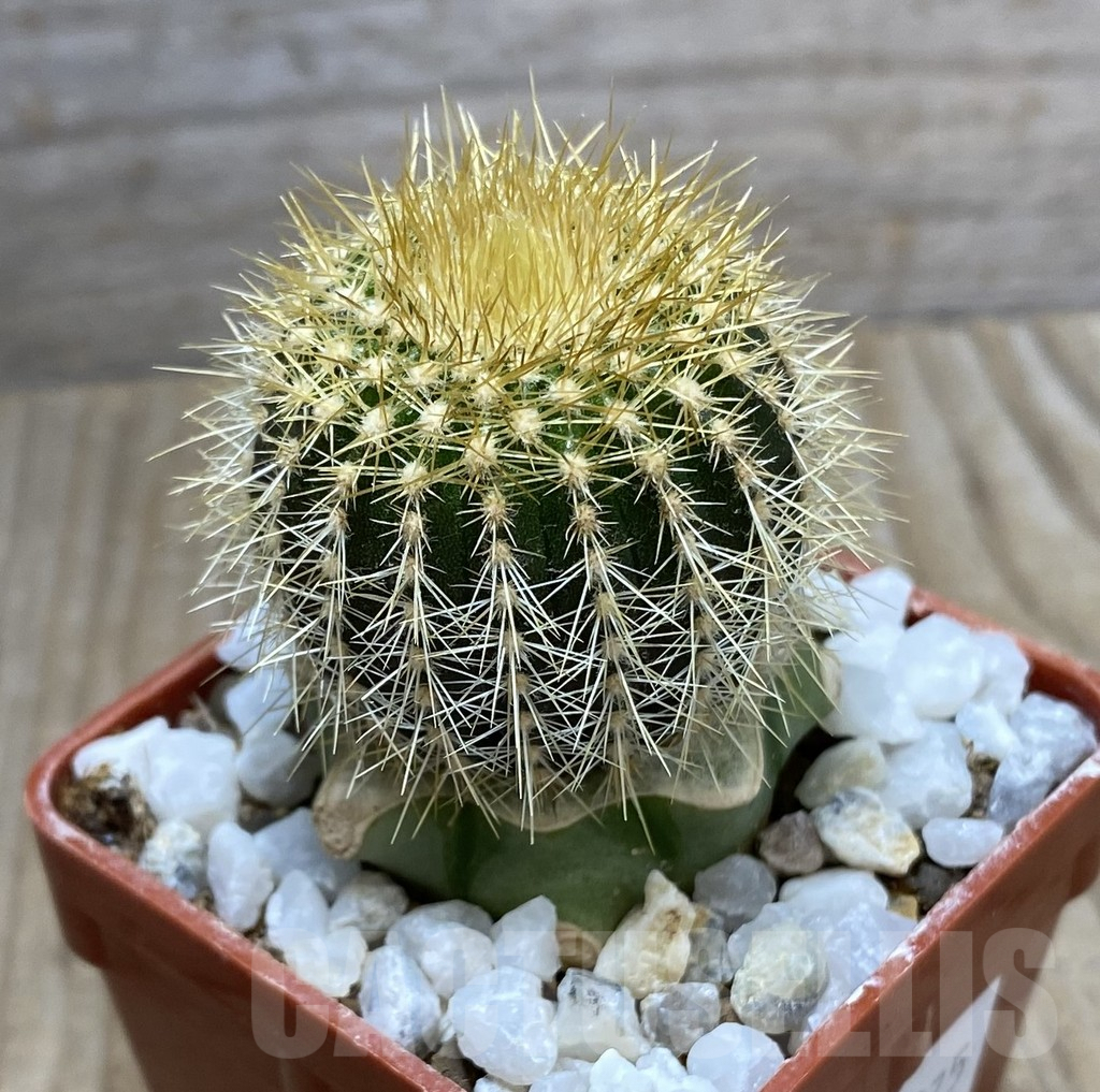 SHPR33375 Uebelmannia pectinifera v. flavispina R314 grafted – Image 2