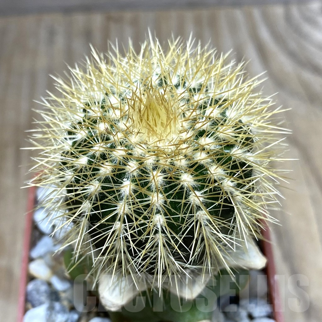 SHPR33377 Uebelmannia pectinifera v. flavispina R65 grafted