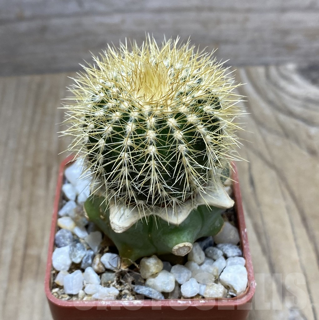 SHPR33377 Uebelmannia pectinifera v. flavispina R65 grafted - Image 2