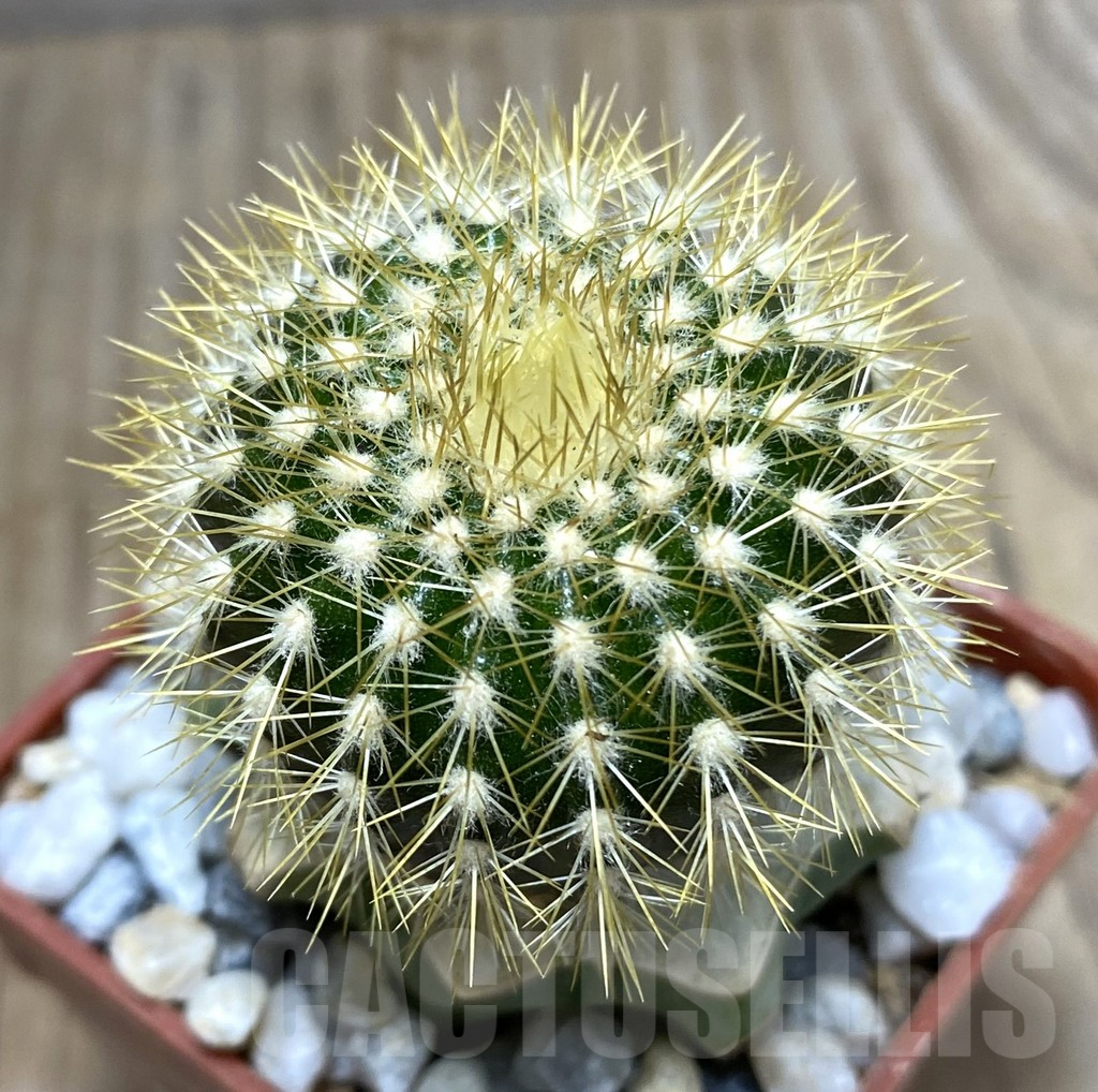 SHPR33378 Uebelmannia pectinifera v. flavispina R91 grafted