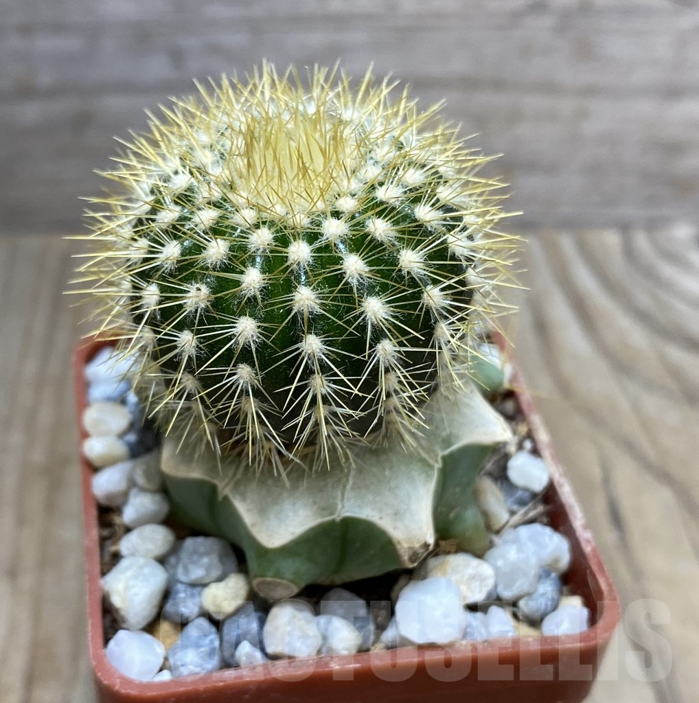 SHPR33378 Uebelmannia pectinifera v. flavispina R91 grafted – Image 2