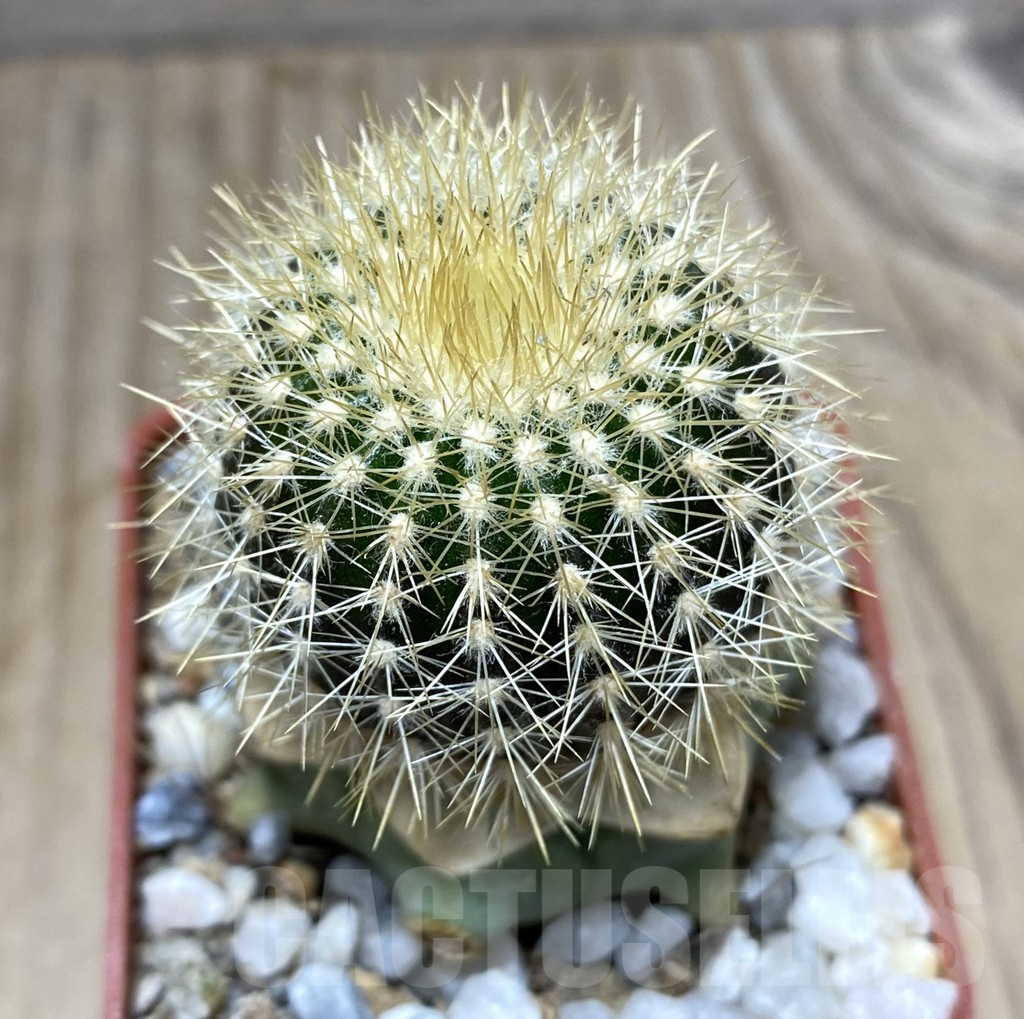 SHPR33381 Uebelmannia pectinifera v. flavispina R201 grafted