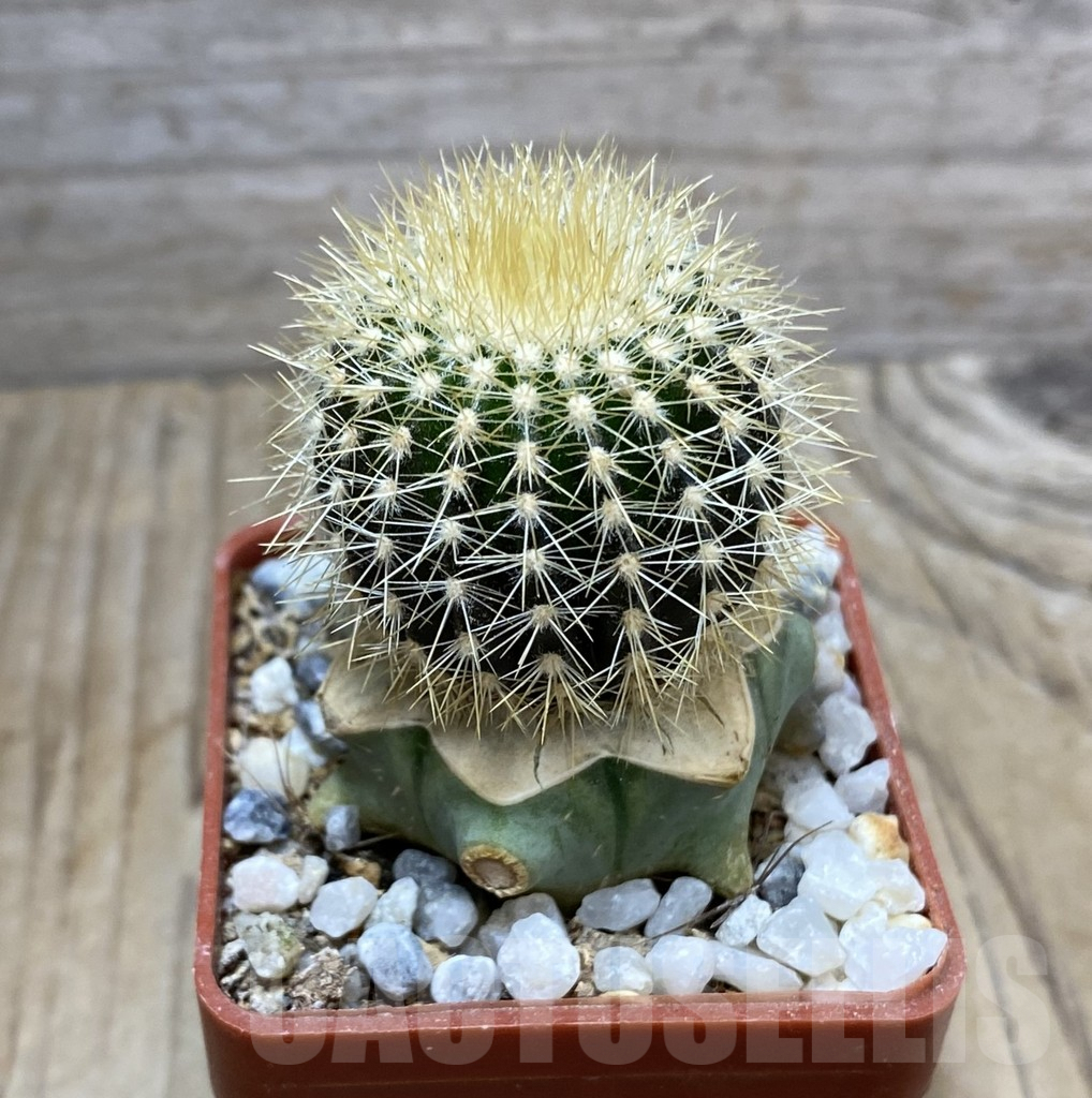 SHPR33381 Uebelmannia pectinifera v. flavispina R201 grafted – Image 2