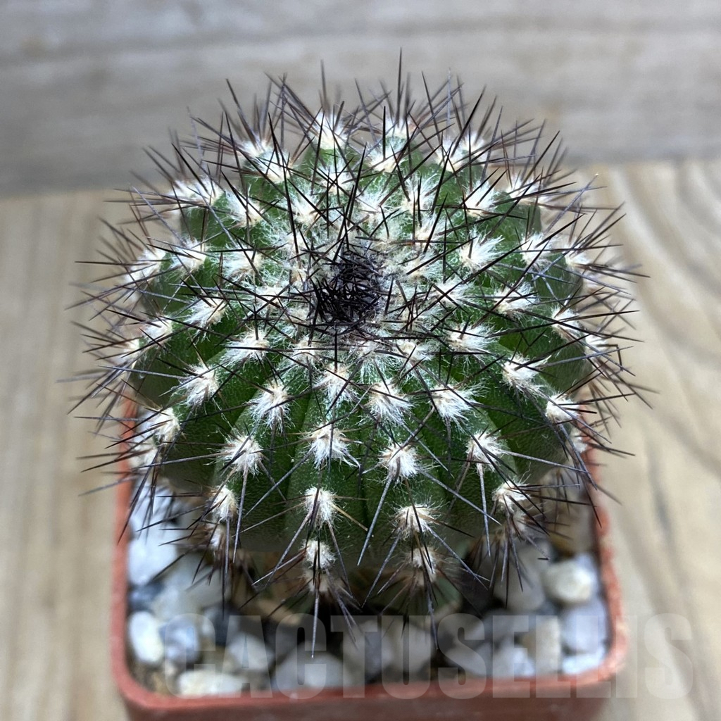 SHPR33383 Uebelmannia pectinifera v. multicostata RNK10 R166 grafted, -Boa Vista-