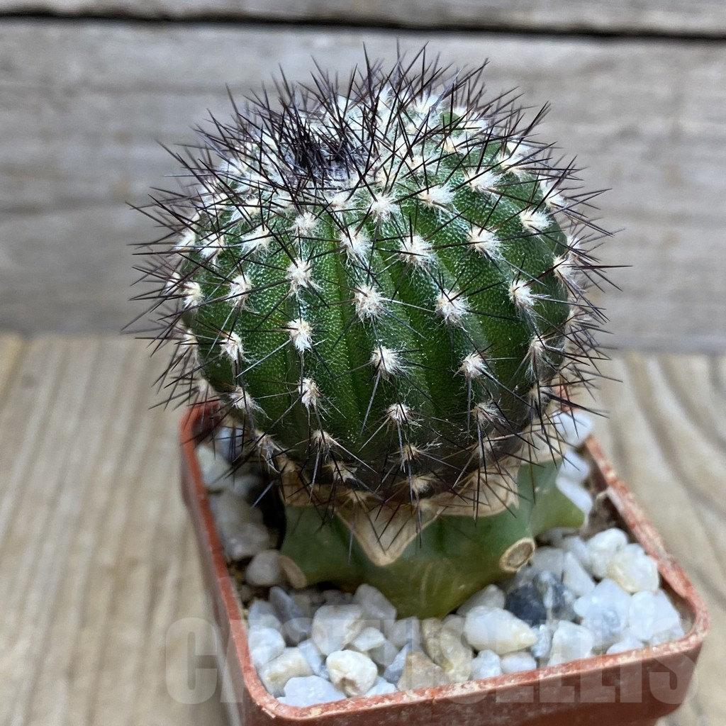 SHPR33383 Uebelmannia pectinifera v. multicostata RNK10 R166 grafted, -Boa Vista- – Image 2