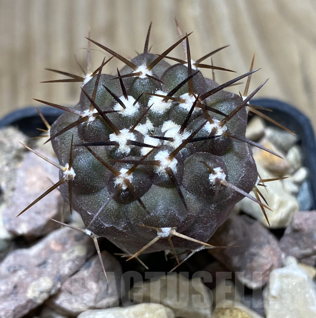 SHPR33384 Copiapoa cinerea melanohystrix GCG L36, grafted
