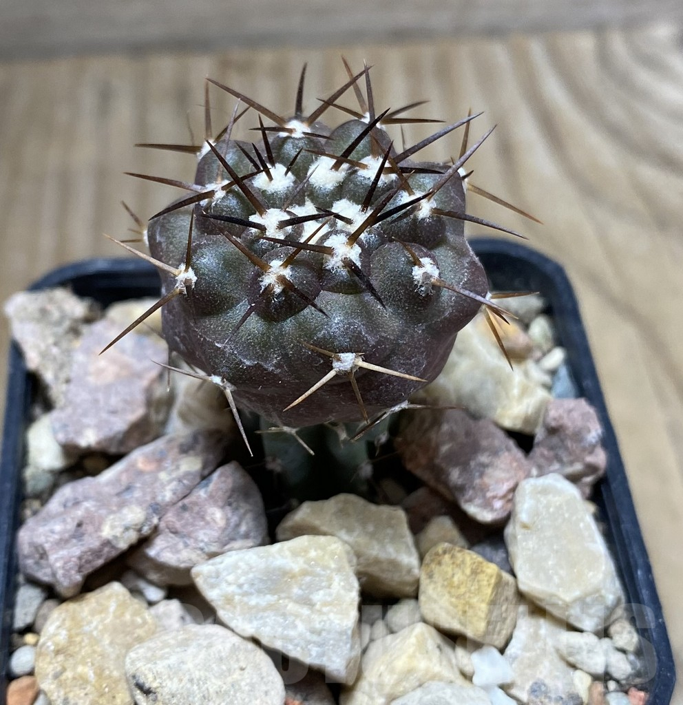 SHPR33384 Copiapoa cinerea melanohystrix GCG L36, grafted - 画像 (2)