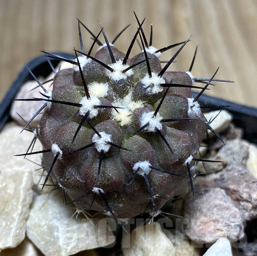SHPR33385 Copiapoa cinerea melanohystrix GCG L36 grafted