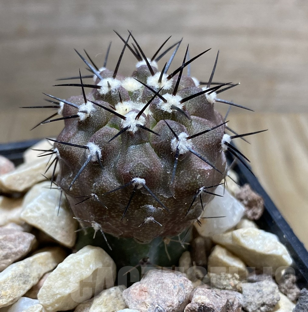 SHPR33385 Copiapoa cinerea melanohystrix GCG L36 grafted – Bild 2